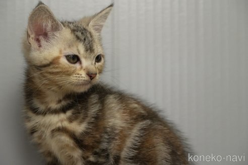 販売中の埼玉県のアメリカンショートヘア-106841の7枚目