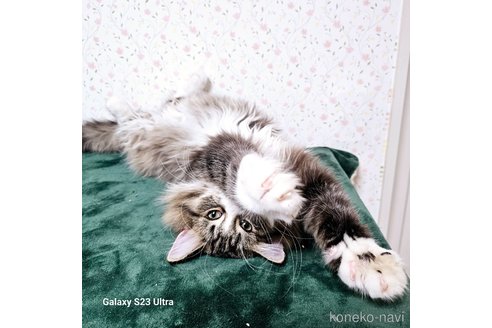 成約済の兵庫県のノルウェージャンフォレストキャット-103779の2枚目