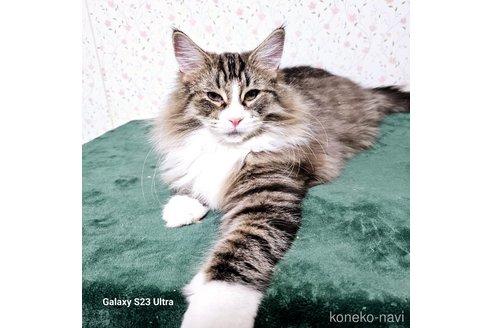 成約済の兵庫県のノルウェージャンフォレストキャット-103779の1枚目