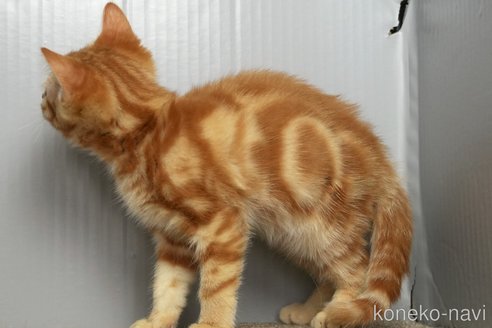 成約済の埼玉県のアメリカンショートヘア-104151の3枚目