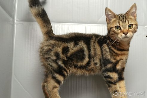 成約済の埼玉県のアメリカンショートヘア-98039の3枚目
