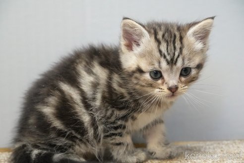 成約済の埼玉県のアメリカンショートヘア-107334の12枚目