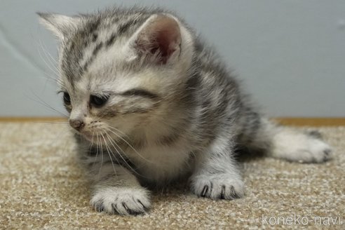 成約済の埼玉県のアメリカンショートヘア-107333の7枚目