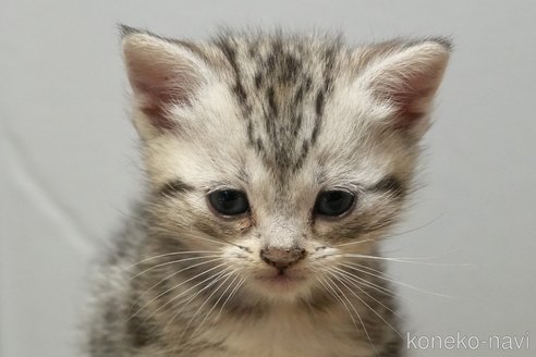 成約済の埼玉県のアメリカンショートヘア-107333の2枚目