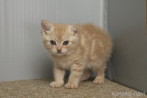 成約済の埼玉県のアメリカンショートヘア-107335の3枚目