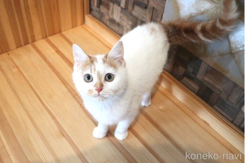 成約済の大阪府のミヌエット-98642の34枚目