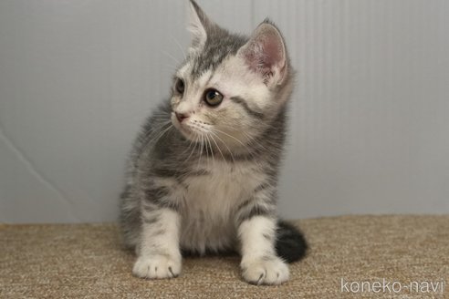 成約済の埼玉県のアメリカンショートヘア-106125の5枚目