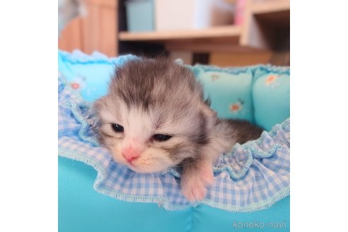 成約済の栃木県のサイベリアン-108758の3枚目
