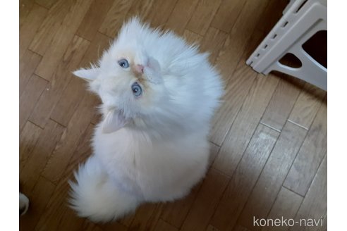 成約済の大阪府のミヌエット-71345の1枚目