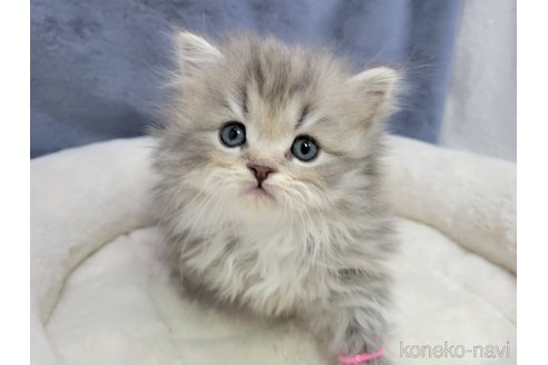 成約済の千葉県のスコティッシュフォールド-106293の3枚目