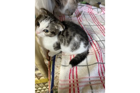 成約済の神奈川県のマンチカン(短足)-106159の10枚目