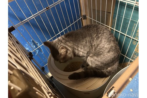 販売中の静岡県のマンチカン-96063の2枚目