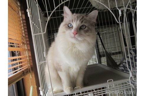 販売中の大分県のラグドール-100779の20枚目