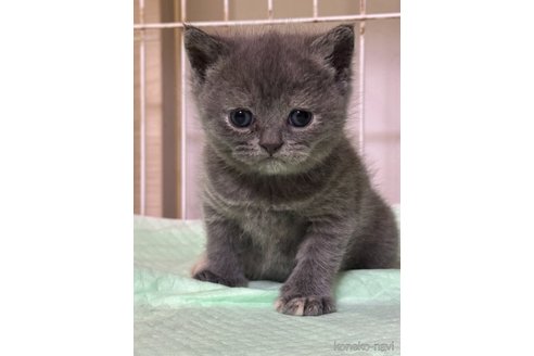 成約済の栃木県のブリティッシュショートヘア-107514の3枚目