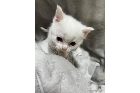 成約済の埼玉県のミックス-108767の4枚目
