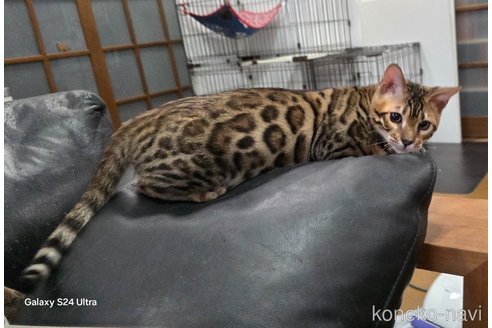 成約済の栃木県のベンガル-94954の5枚目
