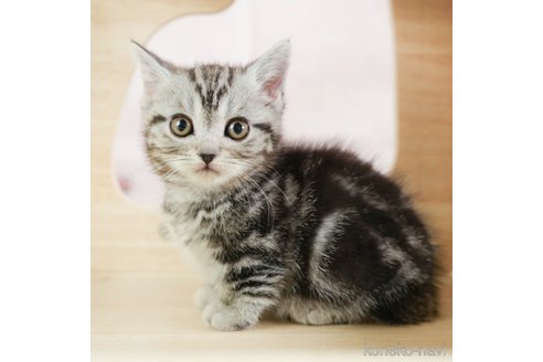 成約済の千葉県のその他の猫種-108770の1枚目