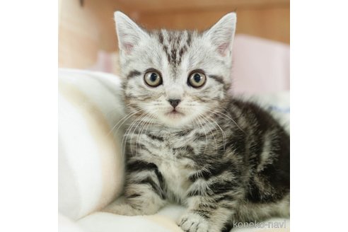 成約済の千葉県のその他の猫種-108770の6枚目