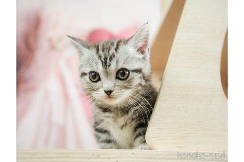 成約済の千葉県のその他の猫種-108770の3枚目