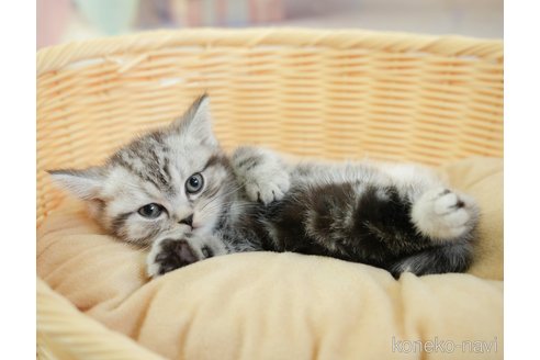 成約済の千葉県のその他の猫種-108772の5枚目