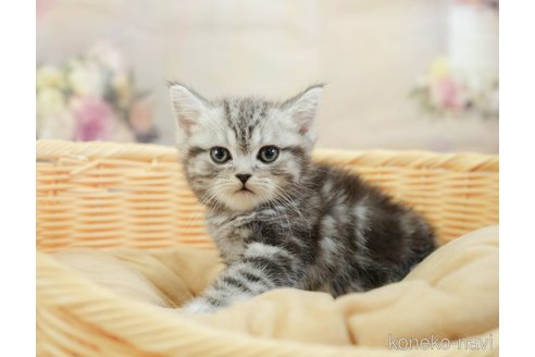 成約済の千葉県のその他の猫種-108772の4枚目