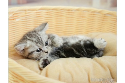成約済の千葉県のその他の猫種-108772の3枚目