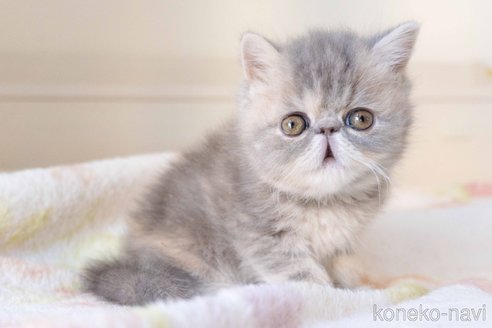 成約済の東京都のエキゾチックショートヘア-107369の25枚目