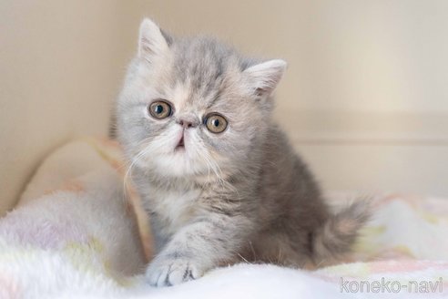 成約済の東京都のエキゾチックショートヘア-107369の23枚目