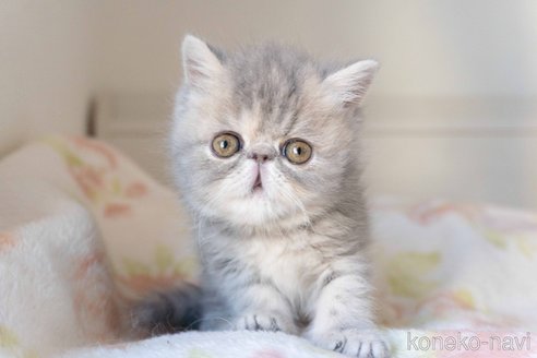 成約済の東京都のエキゾチックショートヘア-107369の22枚目