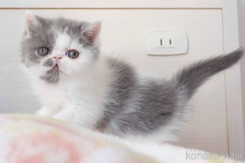 成約済の東京都のエキゾチックショートヘア-107375の24枚目