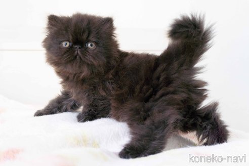 成約済の東京都のエキゾチックロングヘア-107377の1枚目