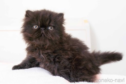 成約済の東京都のエキゾチックロングヘア-107377の4枚目