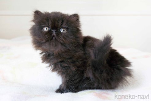 成約済の東京都のエキゾチックロングヘア-107377の3枚目