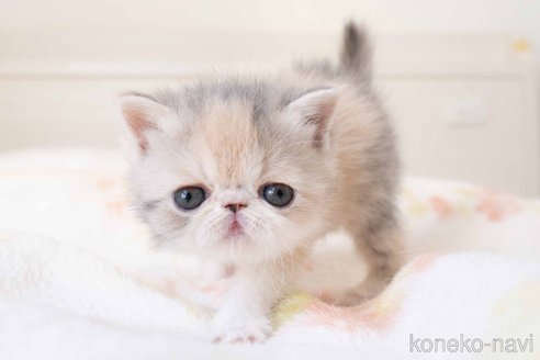 成約済の東京都のエキゾチックショートヘア-107832の10枚目