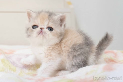 成約済の東京都のエキゾチックショートヘア-107832の8枚目