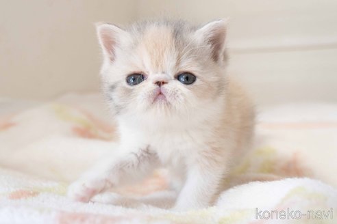 成約済の東京都のエキゾチックショートヘア-107832の7枚目
