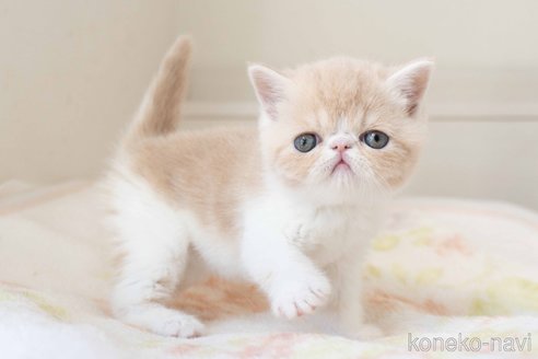 成約済の東京都のエキゾチックショートヘア-107834の18枚目