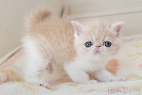 成約済の東京都のエキゾチックショートヘア-107836の9枚目