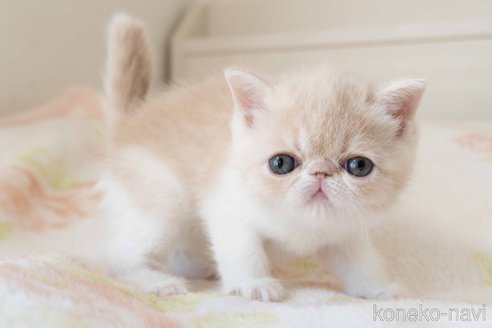 成約済の東京都のエキゾチックショートヘア-107836の6枚目