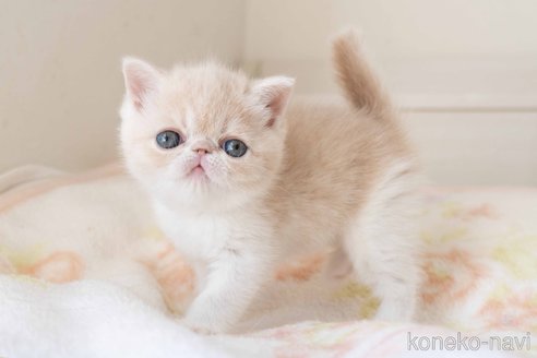 成約済の東京都のエキゾチックショートヘア-107836の7枚目