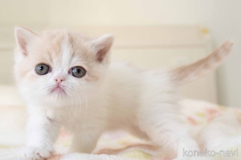 成約済の東京都のエキゾチックショートヘア-107837の10枚目