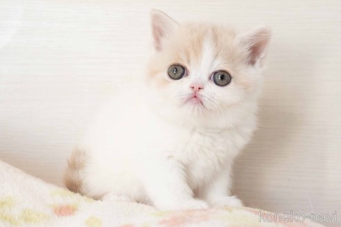 成約済の東京都のエキゾチックショートヘア-107837の7枚目