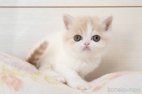 成約済の東京都のエキゾチックショートヘア-107837の8枚目