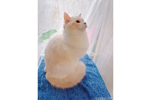 販売中の大阪府のラグドール-90615の4枚目