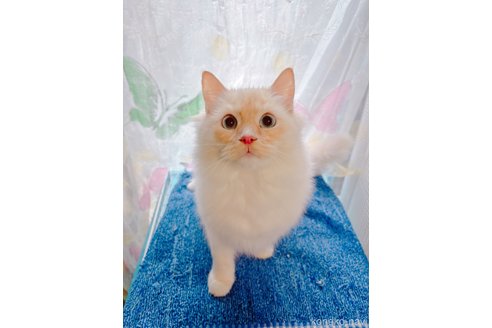 販売中の大阪府のラグドール-94757の1枚目