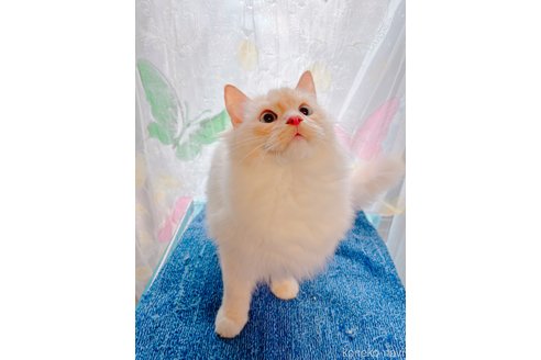 販売中の大阪府のラグドール-94757の2枚目