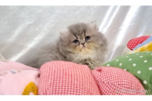 成約済の宮城県のペルシャ-108775の6枚目