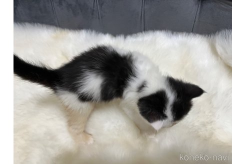成約済の鹿児島県のエキゾチックショートヘア-108047の8枚目