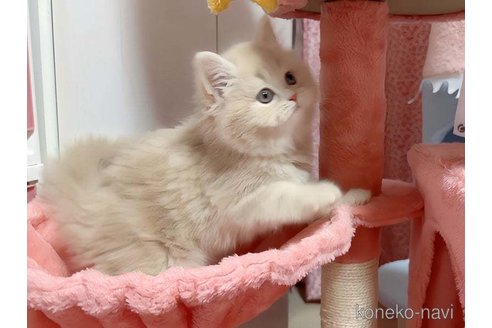 成約済の愛媛県のスコティッシュフォールド-108800の5枚目