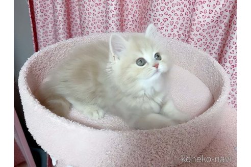 成約済の愛媛県のスコティッシュフォールド-108800の4枚目